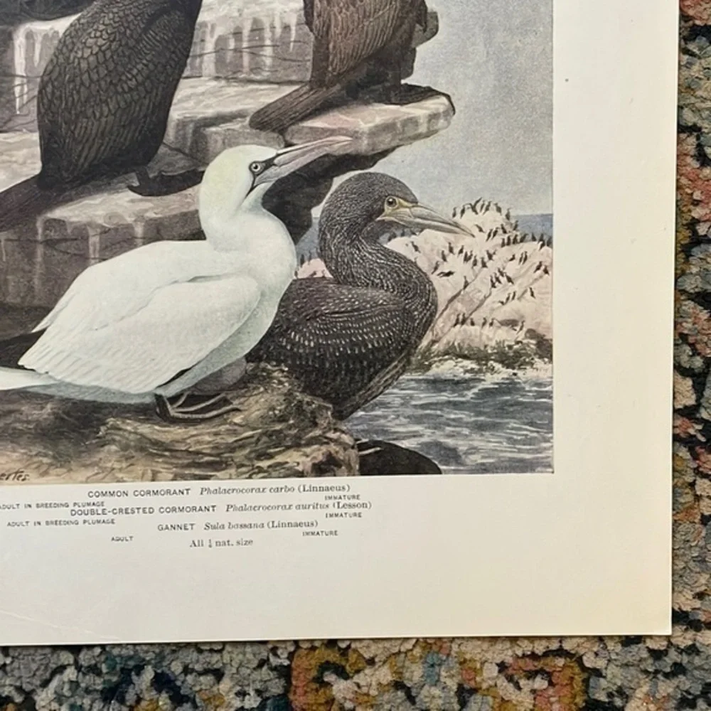 🖤5/$25 Antique Ornithological Bird Print Original 1913 vintage birds